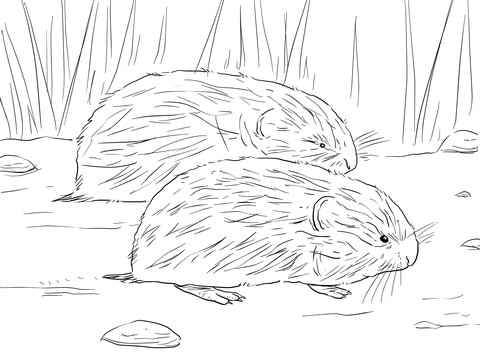 Brown Lemming Coloring Page